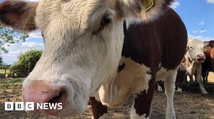 BBC - News update