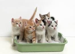 Image result for cats litter box