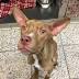 Malachi, the emaciated dog rescued from Cleveland streets, is ...
