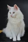 Chat Angora turc : chat et chaton. Angora - Wamiz