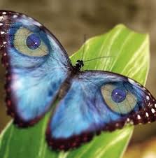 Image result for a beautiful butterfly picture