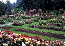 Image result for rose garden portland flower