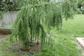 Image result for larch tree
