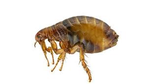 Resultado de imagem para fotos de cães com pulga para copiar