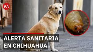 Gusano barrenador en perro de Chihuahua activa alerta sanitaria