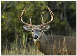 Image result for buck antlers