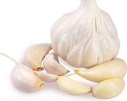 Garlic