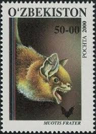 Picture of Fraternal myotis