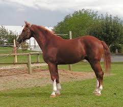 Image result for HORSE