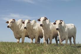 Resultado de imagem para A CRIAÇÃO DA TERRA - IMAGEM