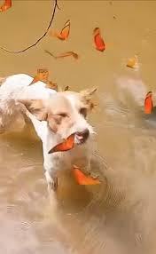 🟨🟥 #Curiosidades / Polar, un perro mestizo de la selva peruana, se ha vuelto viral en #TikTok tras protagonizar un encantador video. En la grabación, varias mariposas monarca se posan delicadamente sobre
