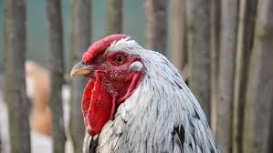 Image result for macaw parrot hd