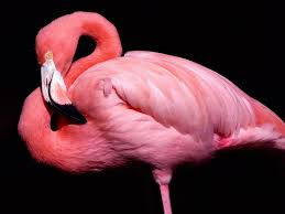 Pink flamingo bird free desktop background x x x  Pássaro flamingo rosa desktop livre fundo