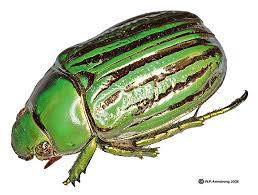 Résultat de recherche d'images pour "metallic green fig beetle"