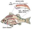 Swim bladder