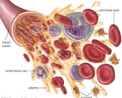 Image of Blood tissue anatomy diagram