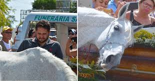 Grieving Horse Smells His Owner's Casket And Breaks Down At Funeral - Jesus Daily