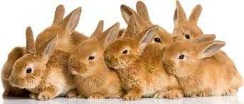 Image result for RABBIT