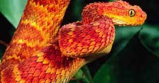 Hasil gambar untuk Vipers