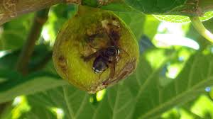 Resultado de imagem para fig wasps in florida