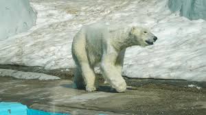 Polar bear attacks worker on Taimyr