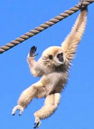 Image result for gibbon