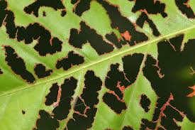 Image result for pest plant