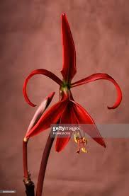Image result for Jacobean lilies