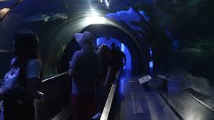 Nightly drone show, shark encounter highlight SeaWorld summer offerings