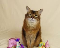 cat wearing a birthday hatの画像