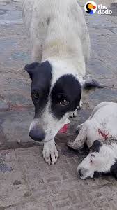 Mother Dog Cries For Help So Someone Will Save Her Baby | puppy, dog, infant | Mama dog won't stop crying until someone helps her puppy — watch them reunite once he's