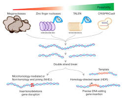 Gene editing for surgery invention