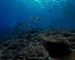 Gambar Terumbu karang Raja Ampat