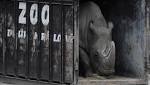  Health of World's Last Male Northern White Rhino in Decline