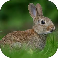 Image result for RABBIT