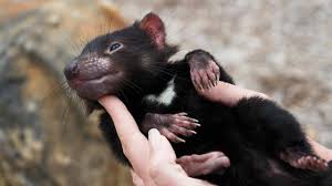 Image result for images of tasmanian devils