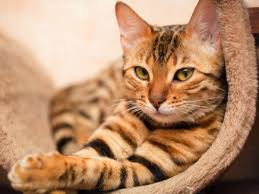 Bildergebnis für orangene katze
