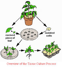 Image result for plant tissue culture