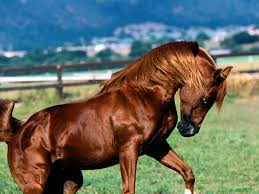 Image result for HORSE