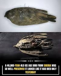 Fossil hunters in Siberia discovered the world's first Ice Age bird preserved in permafrost — and it's 46,000 years old! 🐦❄️ At first glance, it looked like a modern bird that had