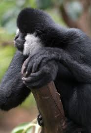 Image result for gibbon