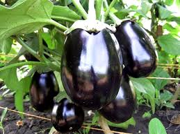 نتيجة بحث الصور عن إنتقاء وتخزين الباذنجان
