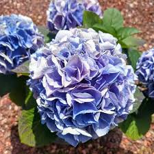 Hortensien in blau
