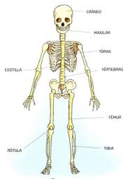 Resultado de imagen para cuerpo humano