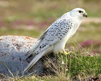 Hình ảnh về Gyrfalcon bird