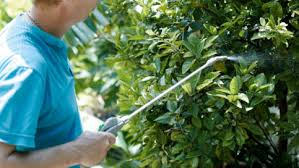 foliar feeding ile ilgili görsel sonucu