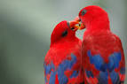 Pictures of 2 parrots kissing images with quotes <?=substr(md5('https://encrypted-tbn2.gstatic.com/images?q=tbn:ANd9GcSdCEBusjtNhAMwwQxjPbckrELYT-dA2tA1HdREuHlAsKNTAE-X3SginpM'), 0, 7); ?>