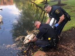 StonehamMAPD on X: "Officer Bowdidge and Officer Prudente ...
