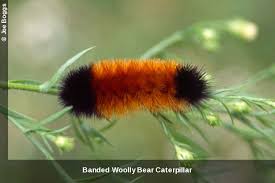 Image result for wooly bears