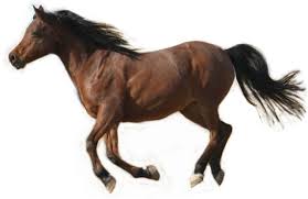 Image result for HORSE